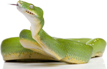 Green Snake Clipart PNG Image