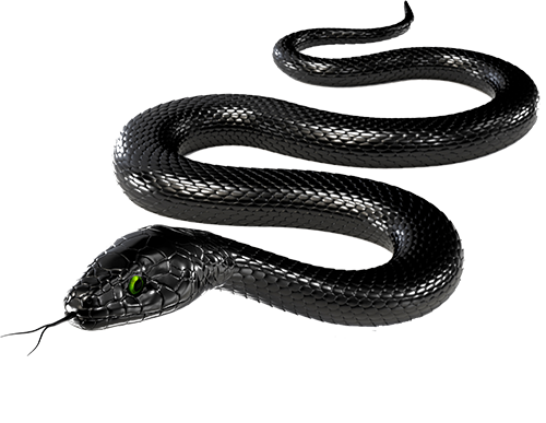 Download Black Snake Transparent Image Hq Png Image Freepngimg