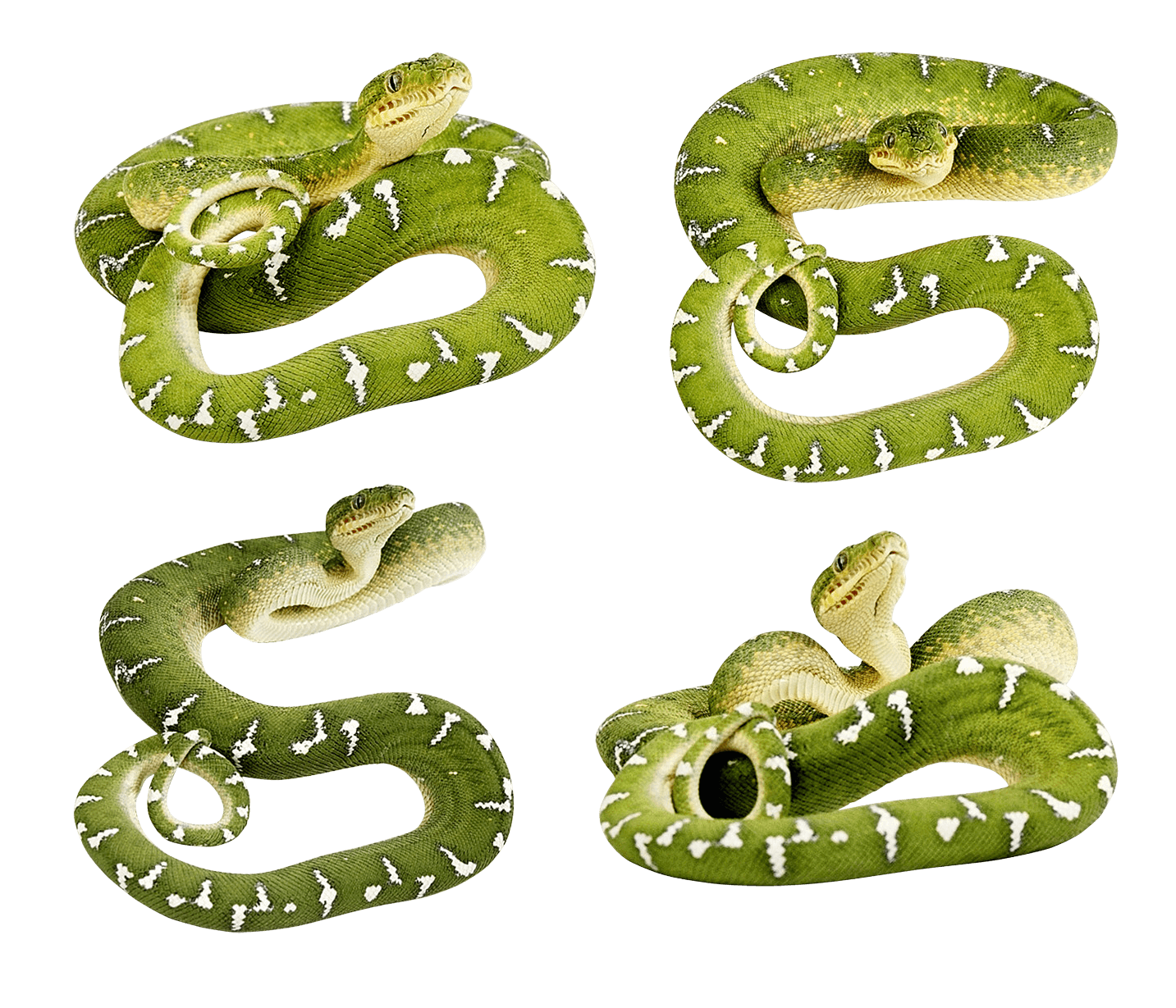 Green Snakes Png Image PNG Image