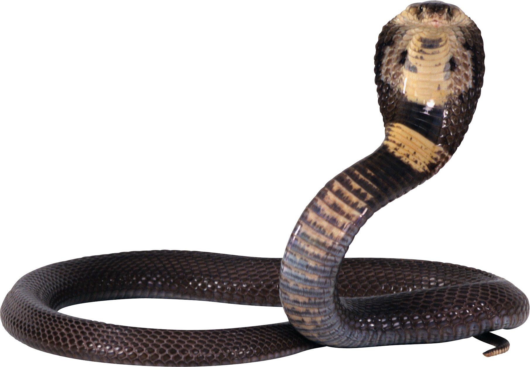 Snake Png Pic PNG Image