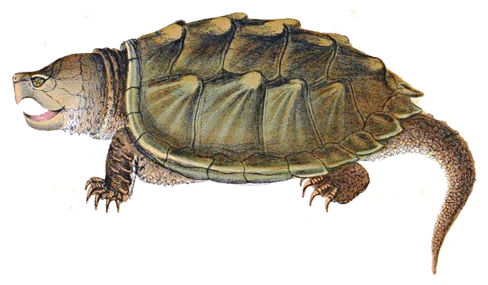 Snapping Turtle Png Image PNG Image