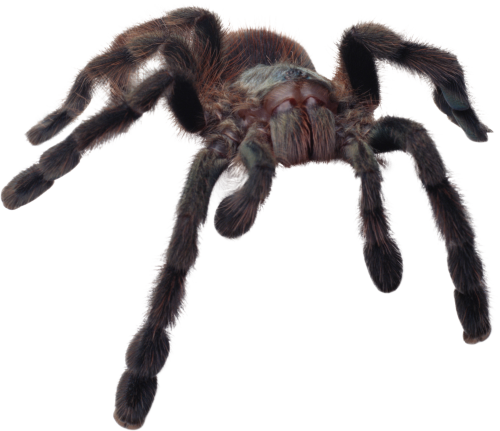 Spider Transparent PNG Image