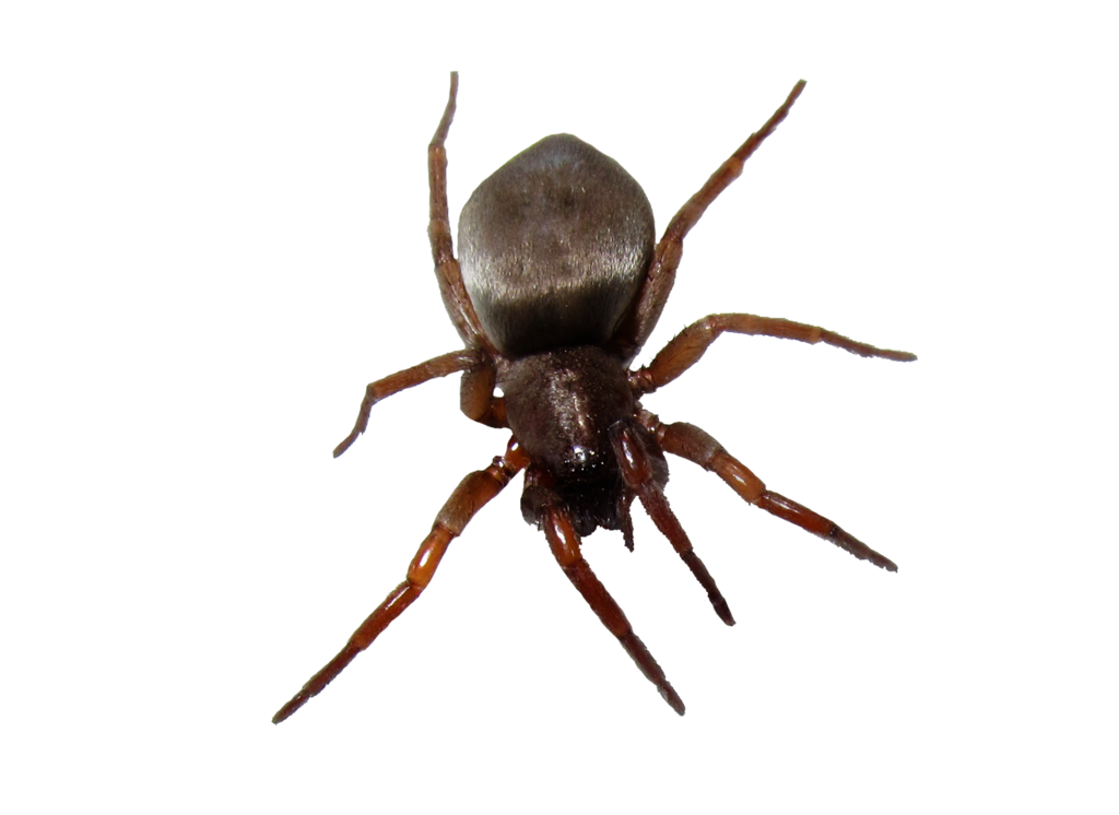 Spider With White Bottom PNG Image