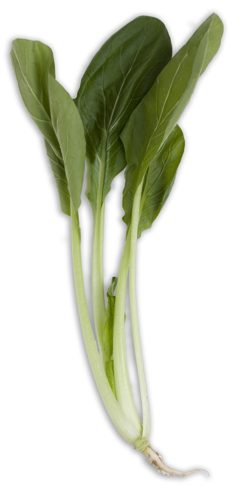 Organic Chinese Spinach Download HD PNG Image