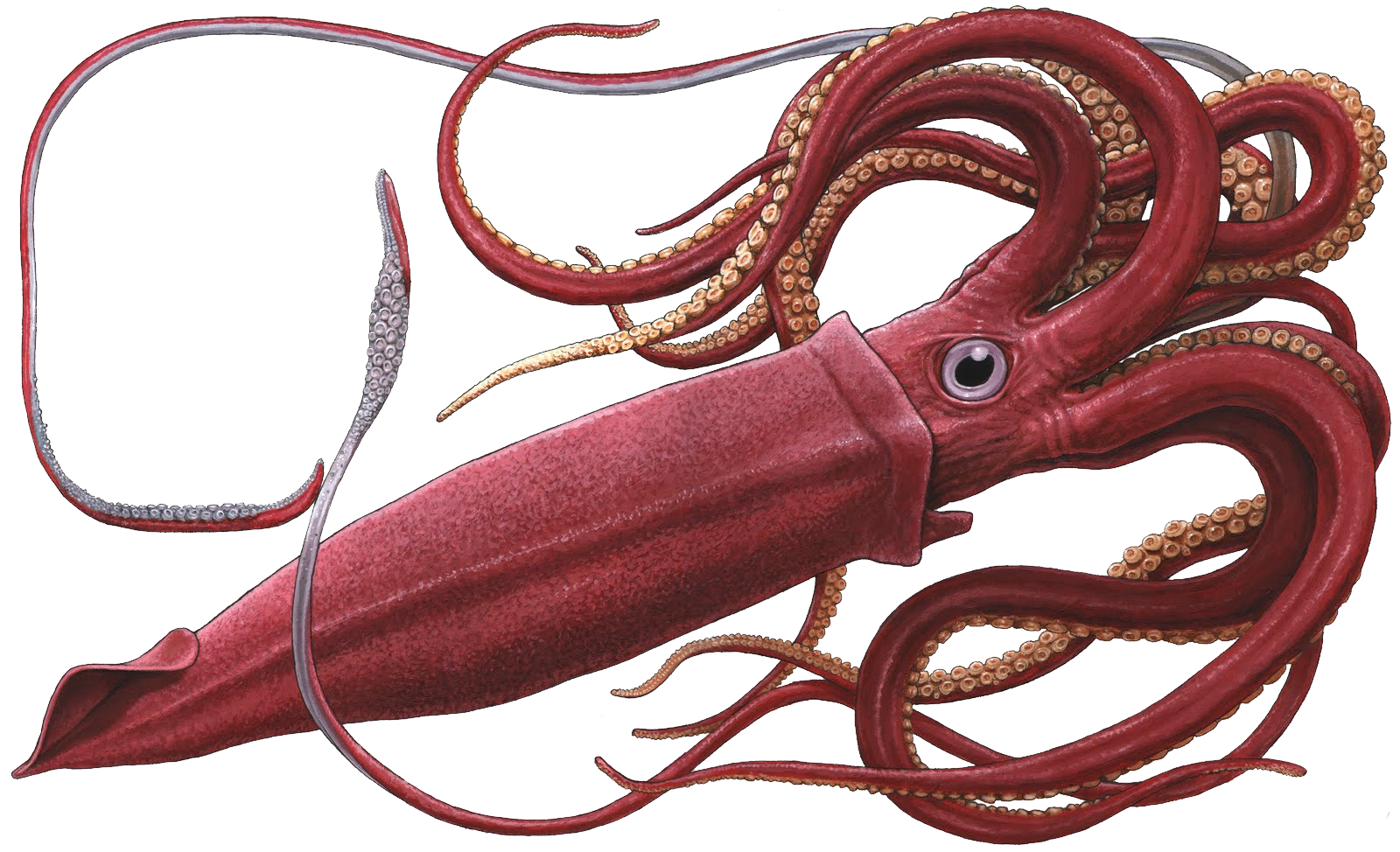 Squid PNG Image