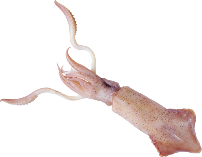 Squid PNG Image
