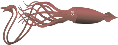 Squid PNG Image