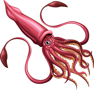 Squid PNG Image