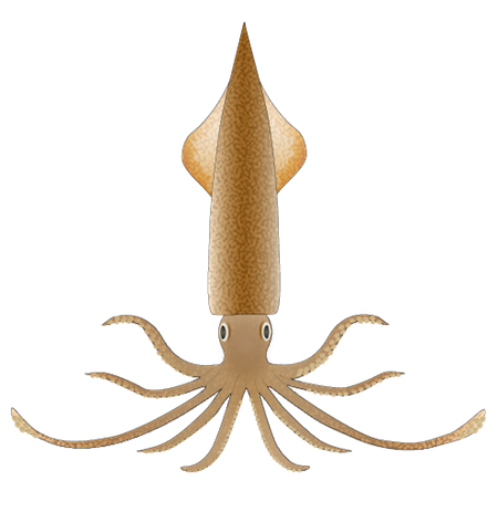 Squid PNG Image