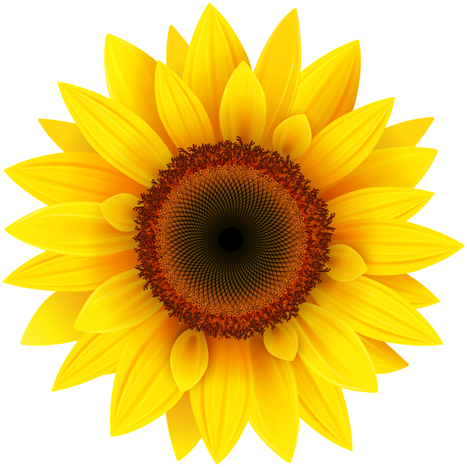 Free Free 290 White Sunflower Clipart Png SVG PNG EPS DXF File