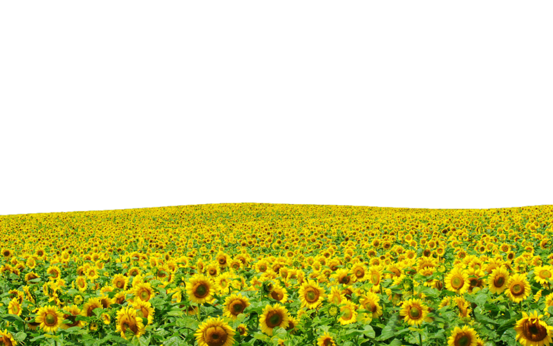 Sunflowers Png Hd PNG Image