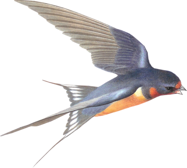 Swallow PNG Image