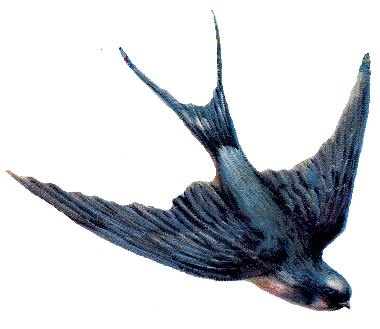 Swallow PNG Image
