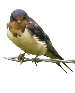 Swallow PNG Image