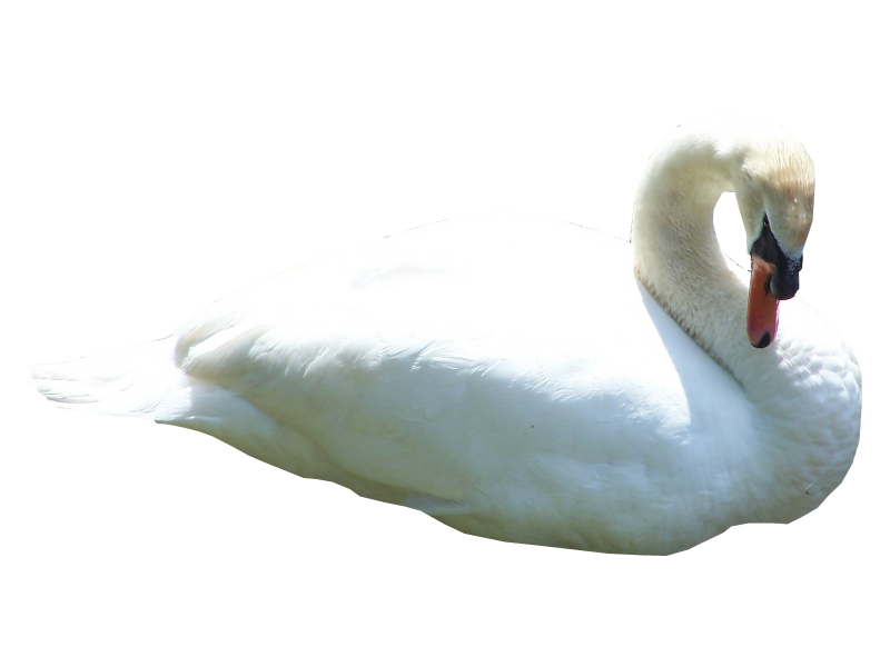 Swan Png Hd PNG Image