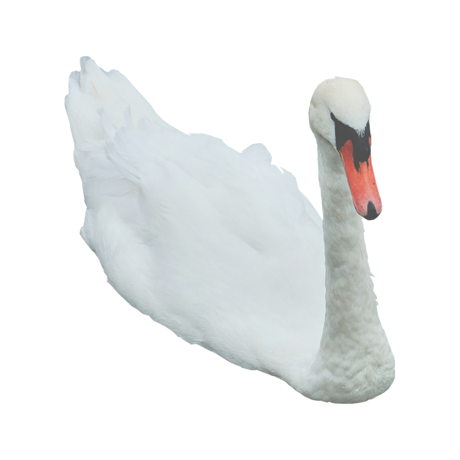 Swan Free Png Image PNG Image