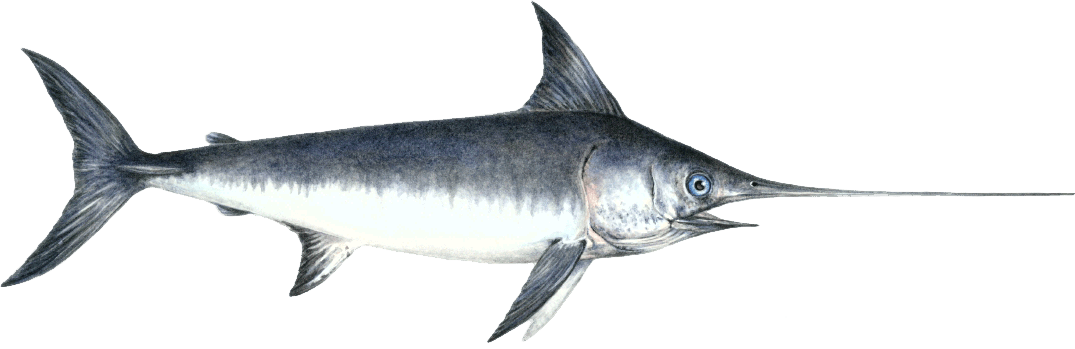 Swordfish PNG Image