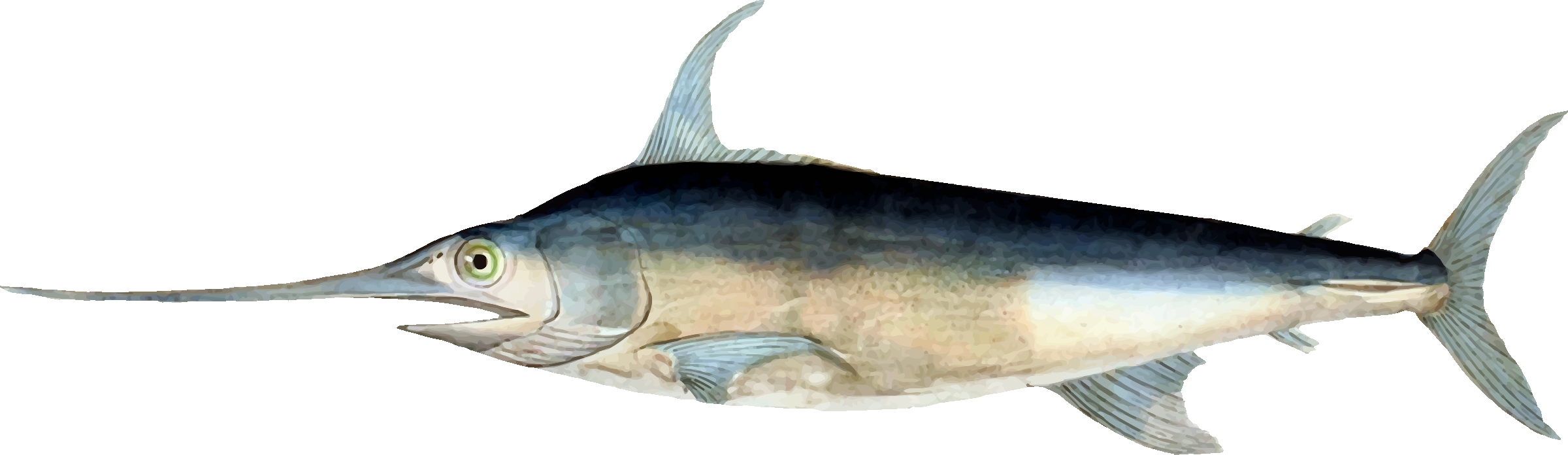 Swordfish PNG Image