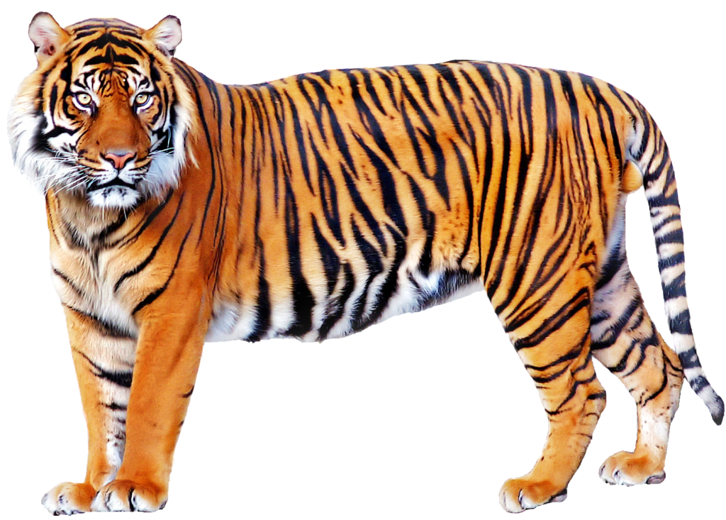 Tiger Png Image PNG Image