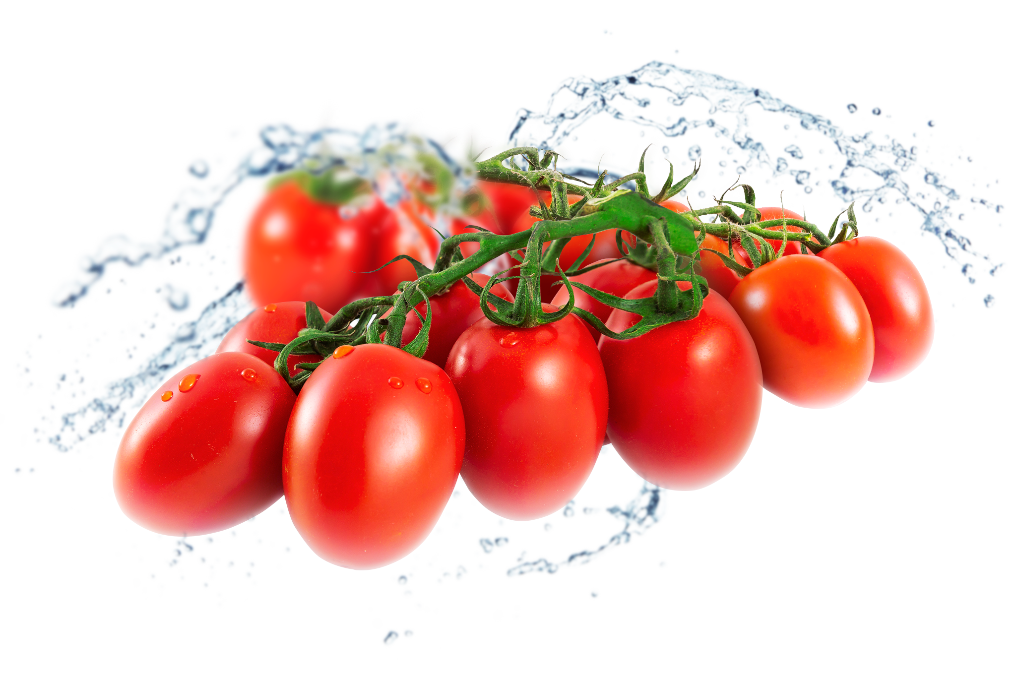 Fresh Organic Tomatoes Bunch Free Transparent Image HQ PNG Image