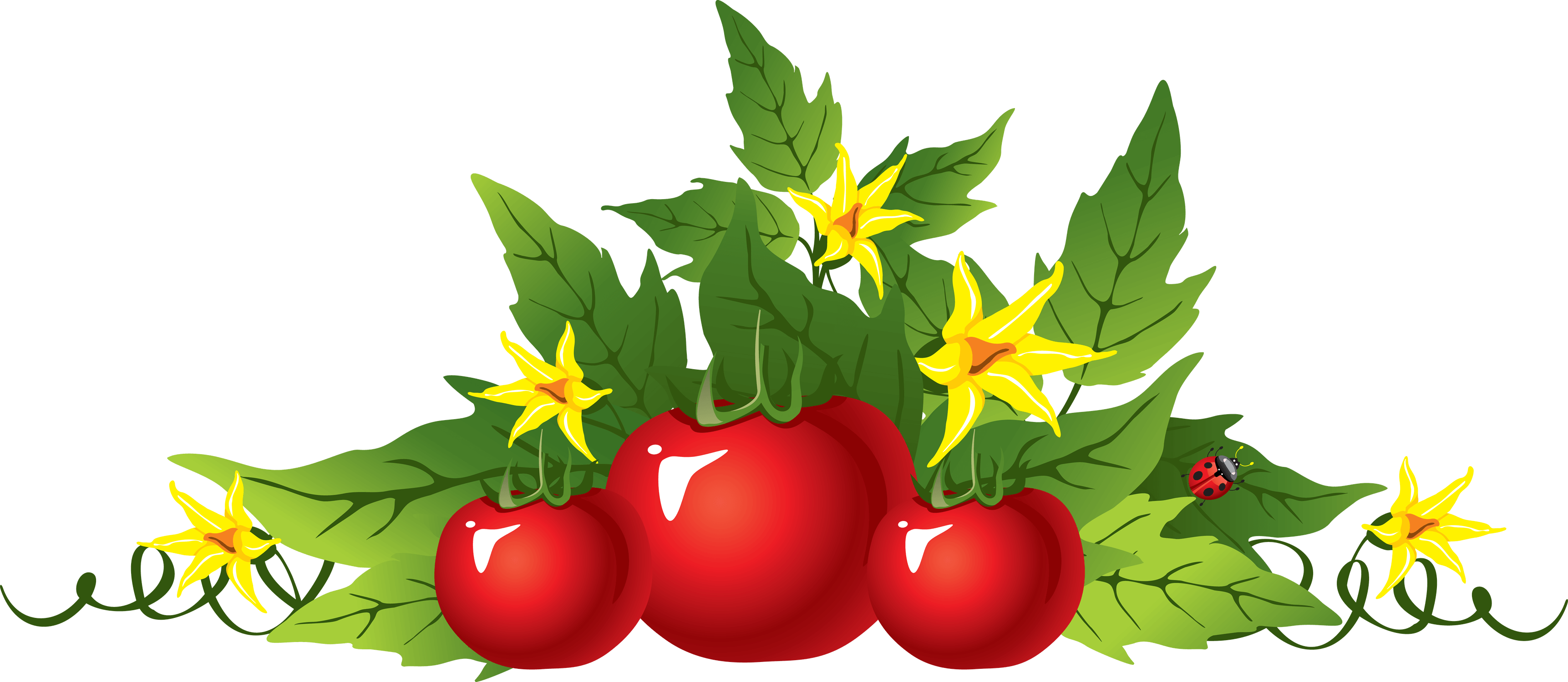 Picture Tomato Png Image PNG Image