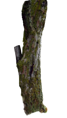 Photos Tree Branch Trunk Free Photo PNG Image