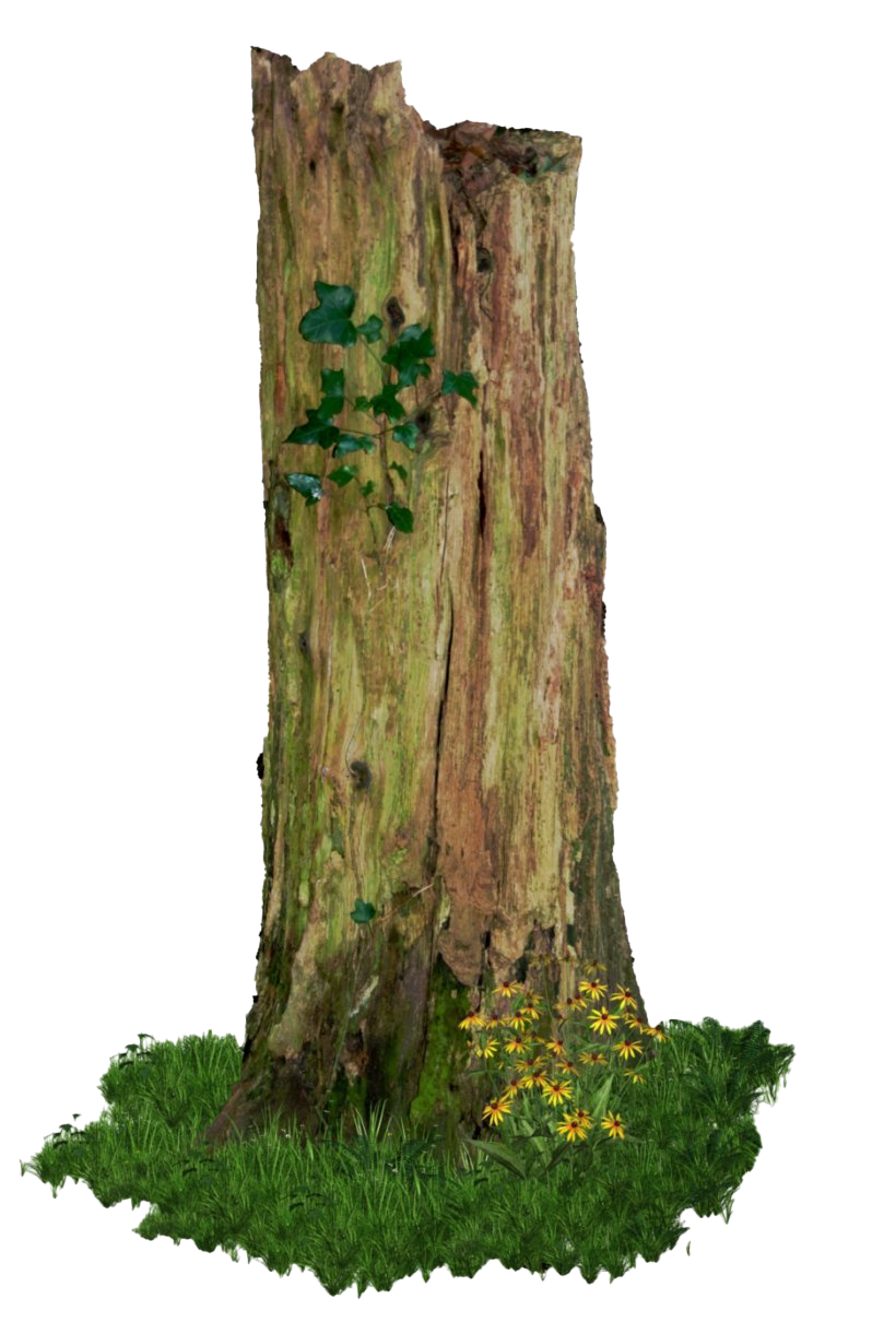 Tree Stump Trunk HQ Image Free PNG Image