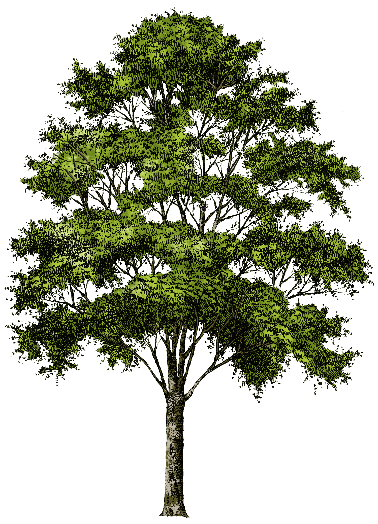 Download Free Tree Png Image Download Picture Icon Favicon Freepngimg