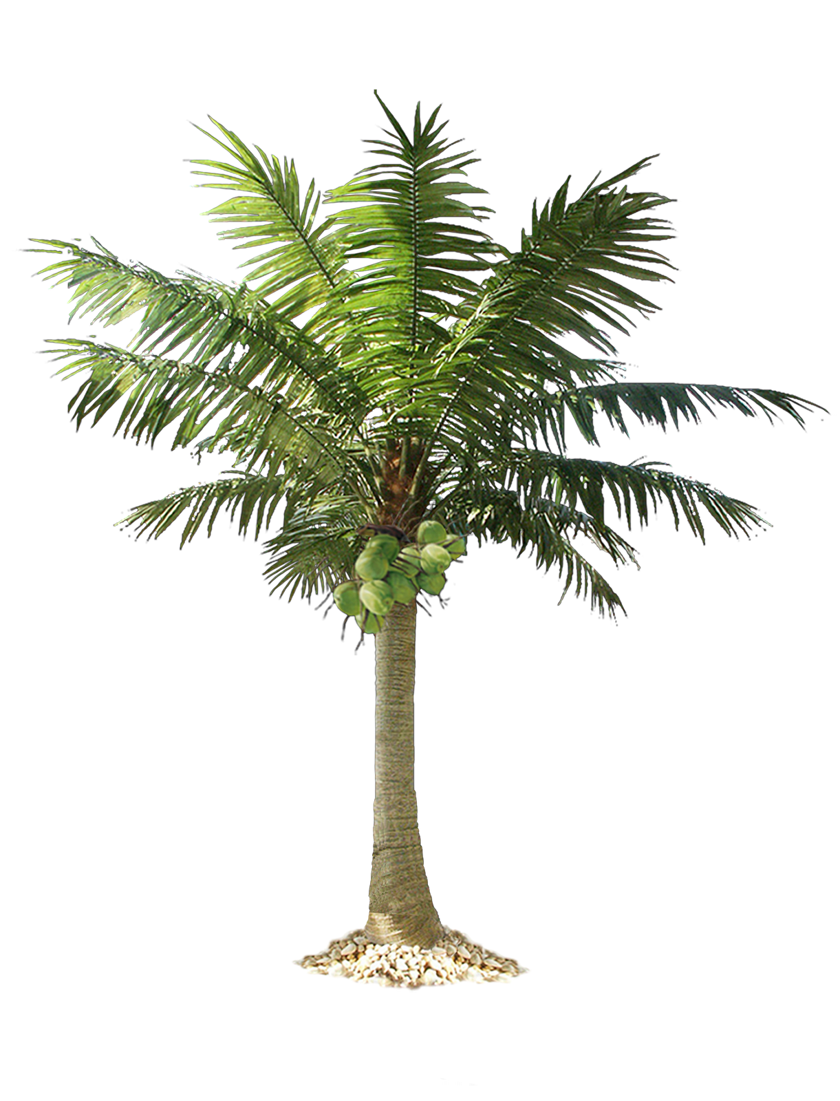 Jungle Tree PNG Image