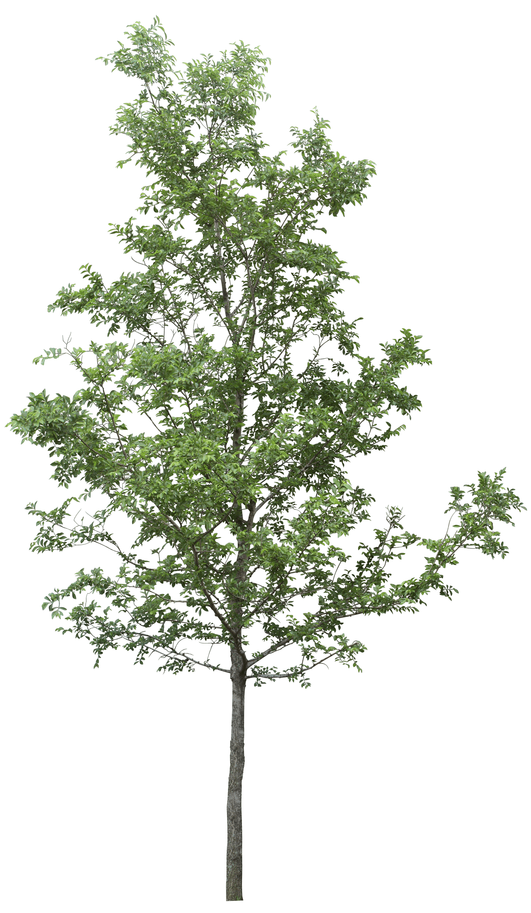 png trees for photoshop free download