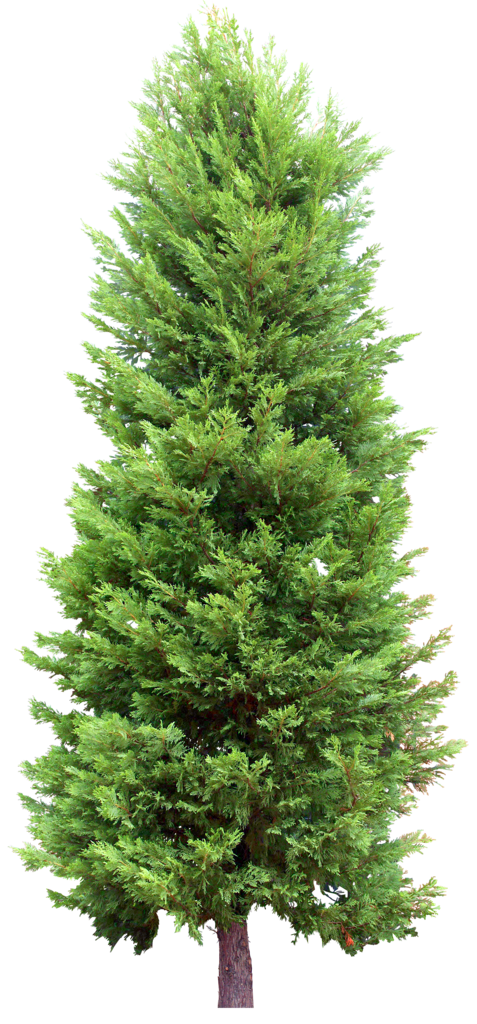 Download Fir-Tree Transparent HQ PNG Image in different resolution
