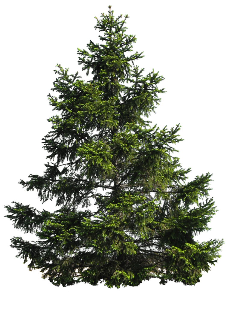 Fir-Tree Transparent Background PNG Image