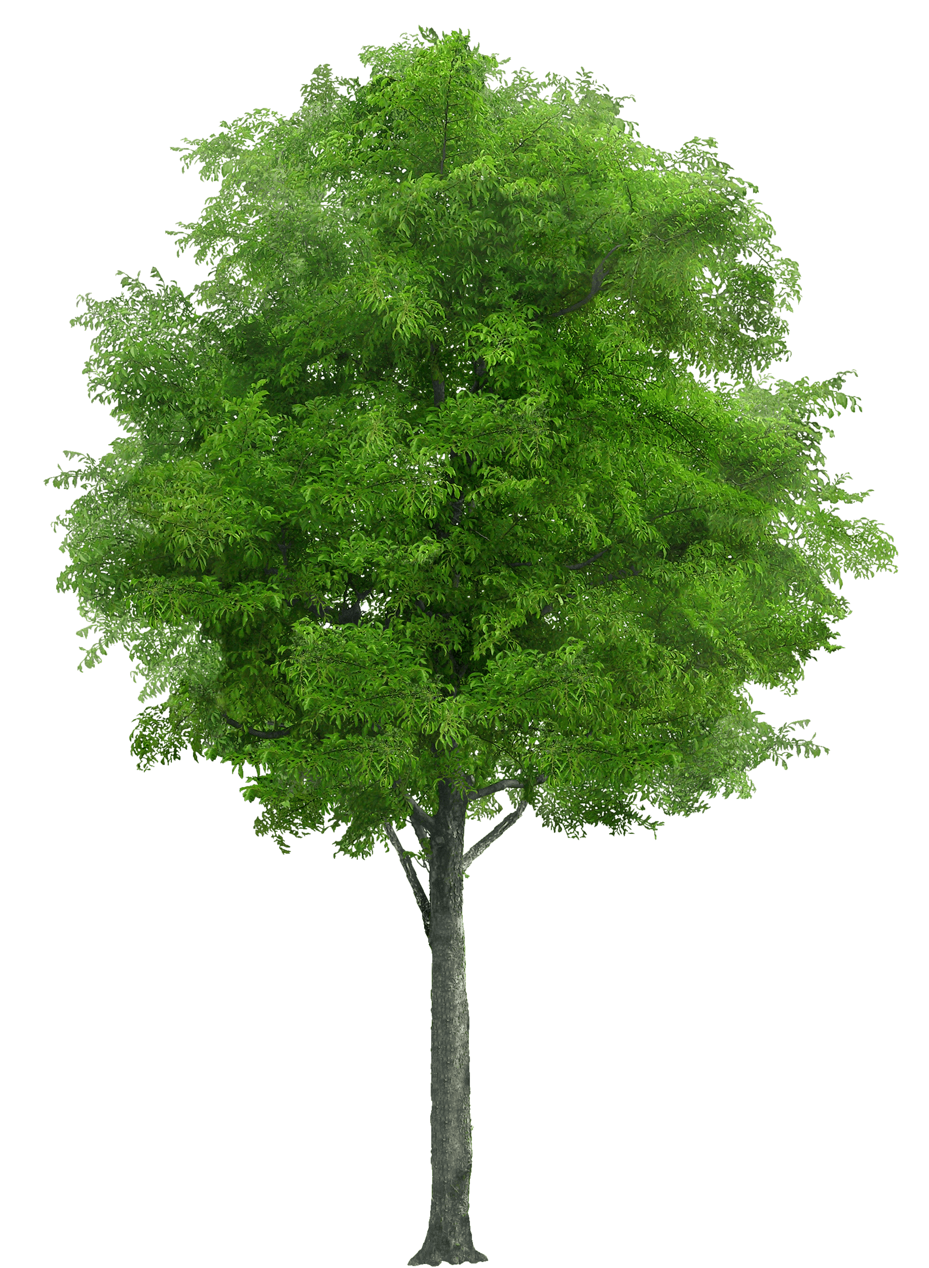 Download Free Tree Png Image ICON favicon | FreePNGImg