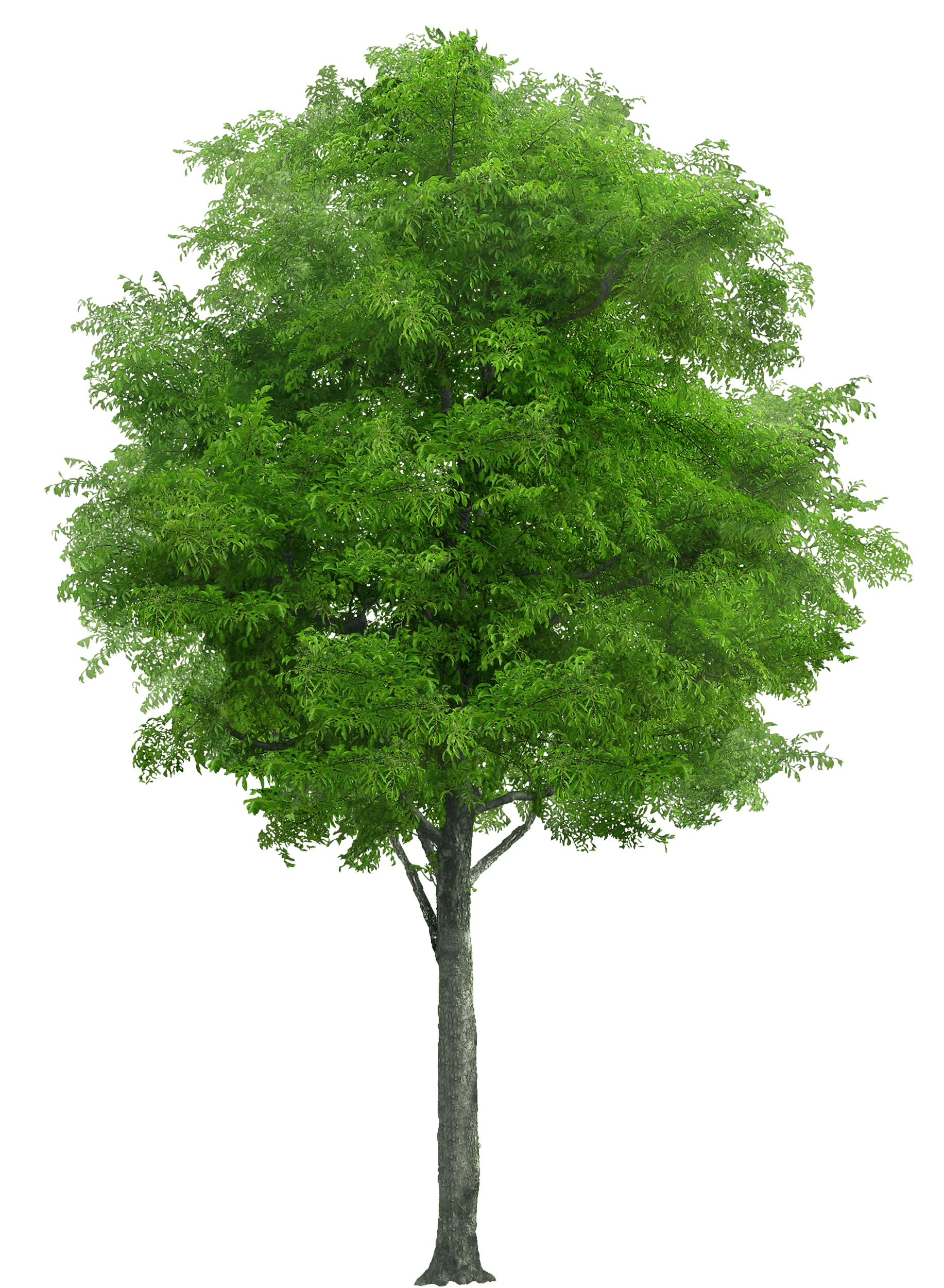 Download Free Tree Png Image Icon Favicon Freepngimg