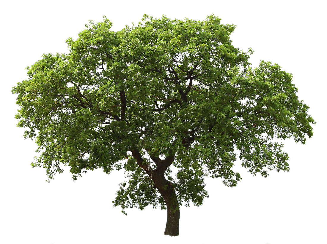 Download Tree Free Download Png HQ PNG Image in different resolution