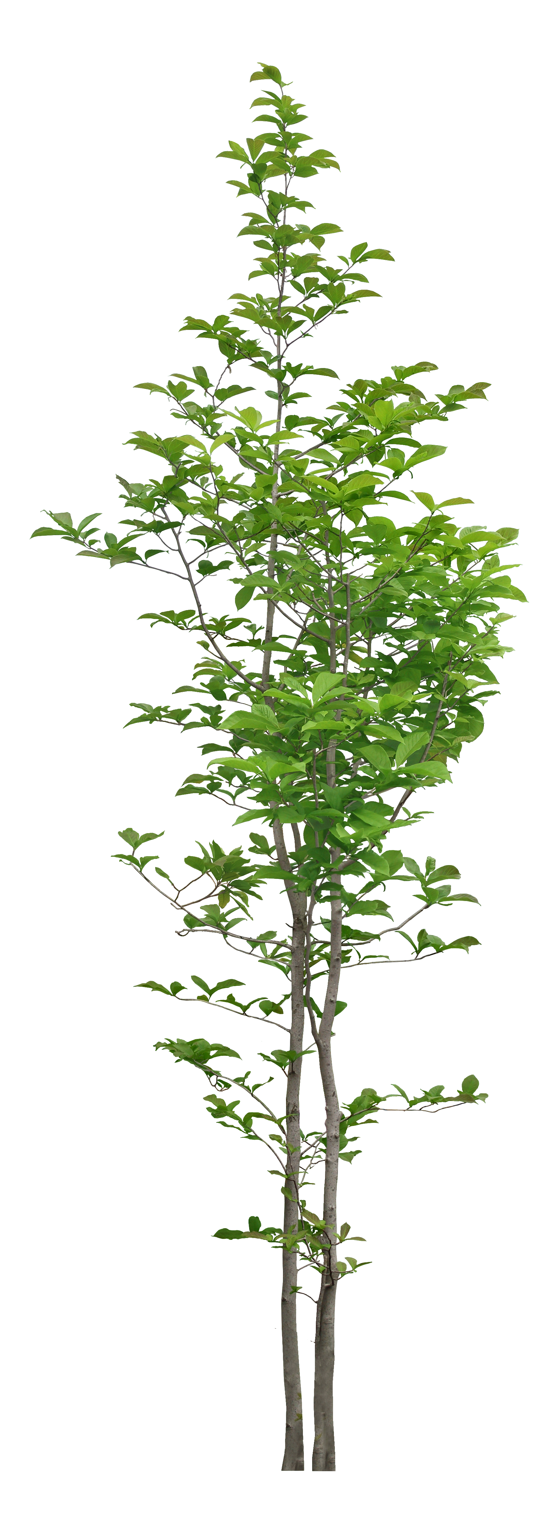 Tree Trees Luxuriant Free PNG HQ PNG Image