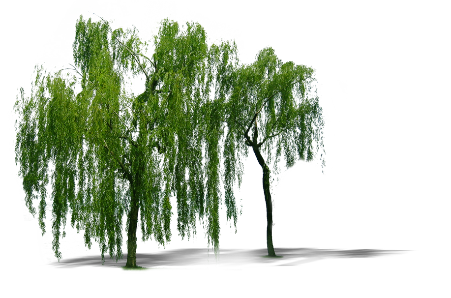 Plant Weeping Willow Tree Trees Computer File PNG Image
