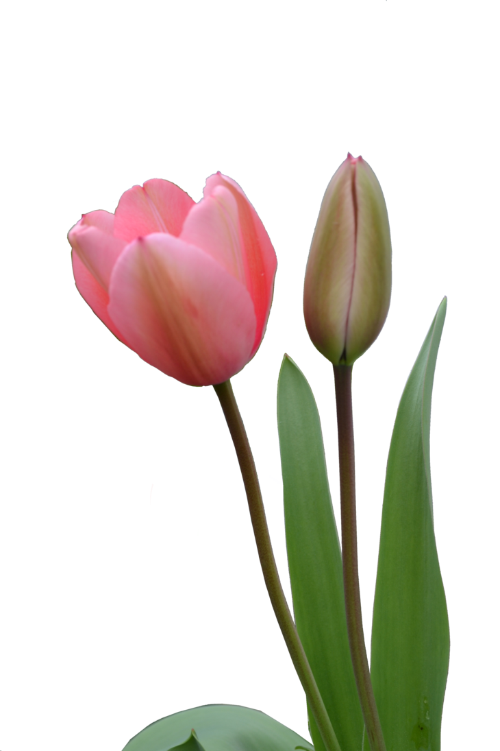 Tulip Bud PNG Image