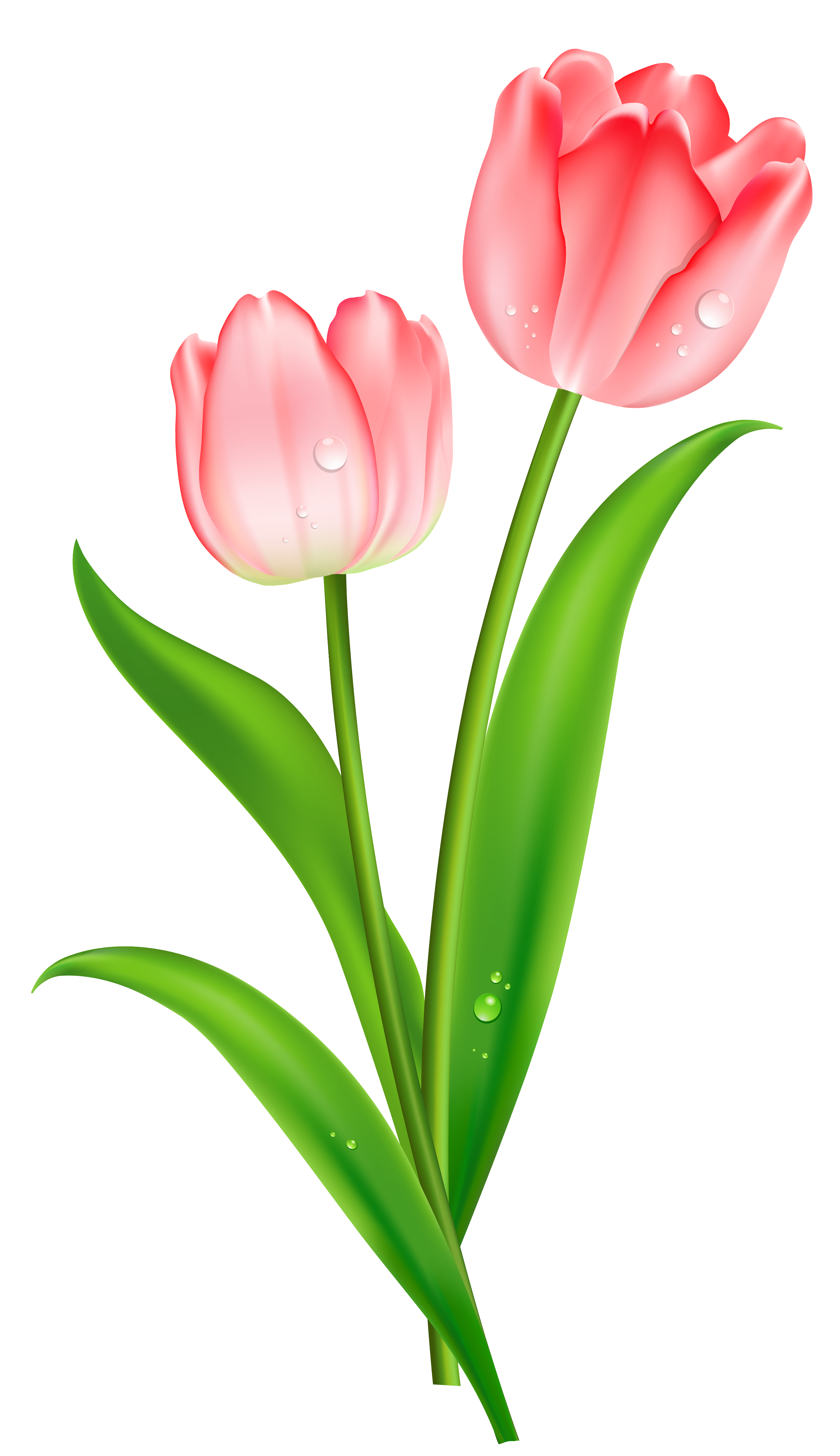 Tulip Clip Art PNG Image