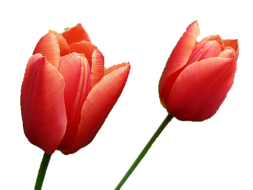 Tulip Image PNG Image