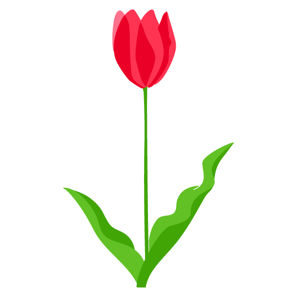 Tulip Plate-Bande Flower Illustration PNG Download Free PNG Image