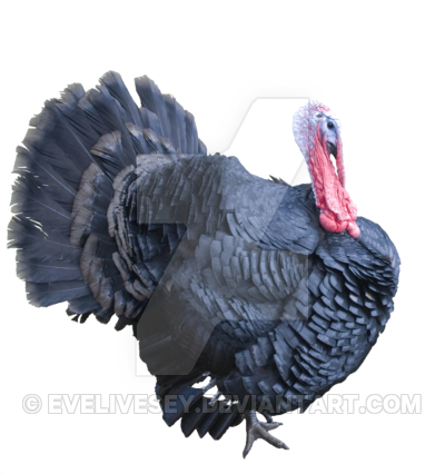 Turkey Png Clipart PNG Image