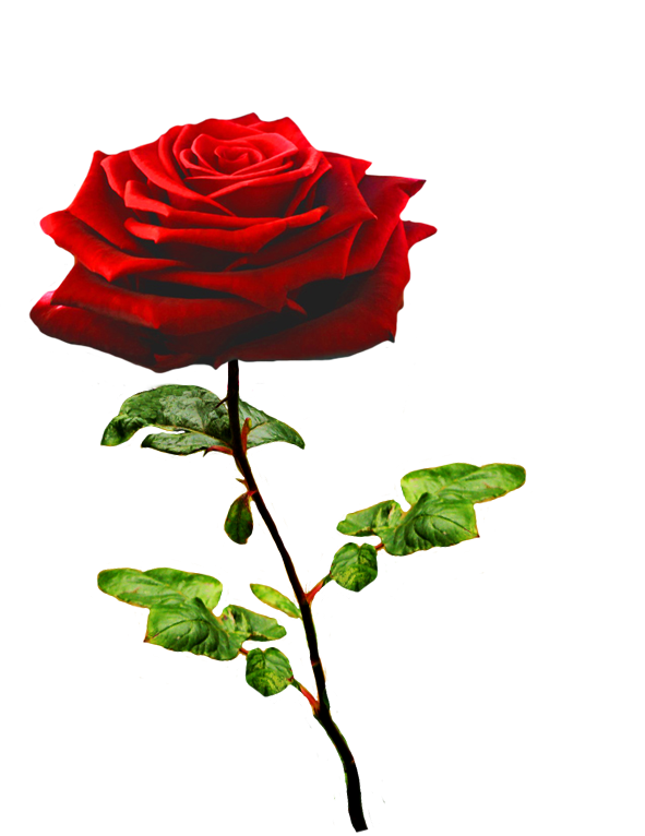 Rose Valentines Day Red Free HQ Image PNG Image