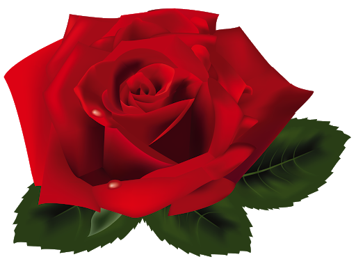 Rose Valentines Day Red Download HD PNG Image