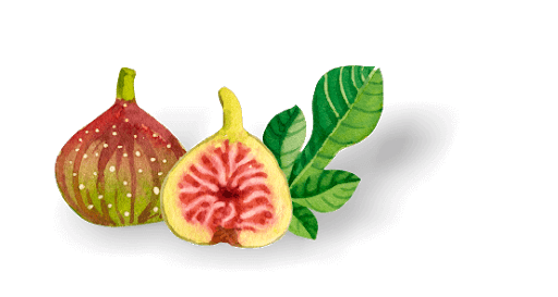 Vector Fig PNG File HD PNG Image