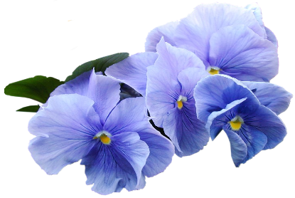 Viola PNG Image