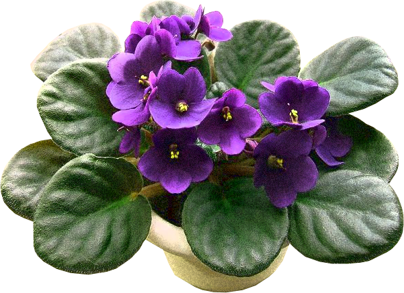 Viola PNG Image