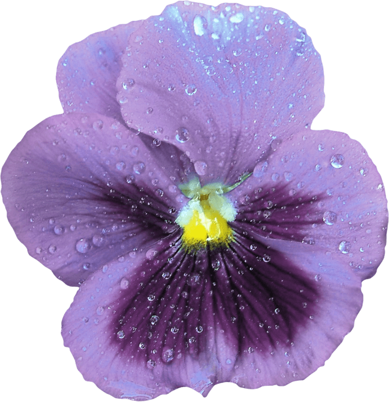 Viola PNG Image