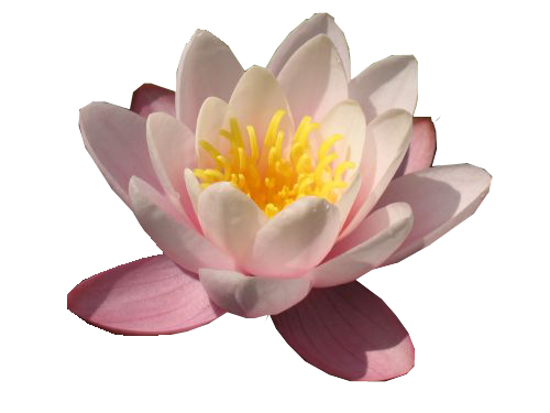 Water Lily Free Download Png PNG Image