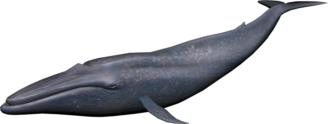Blue Whale Image PNG Image